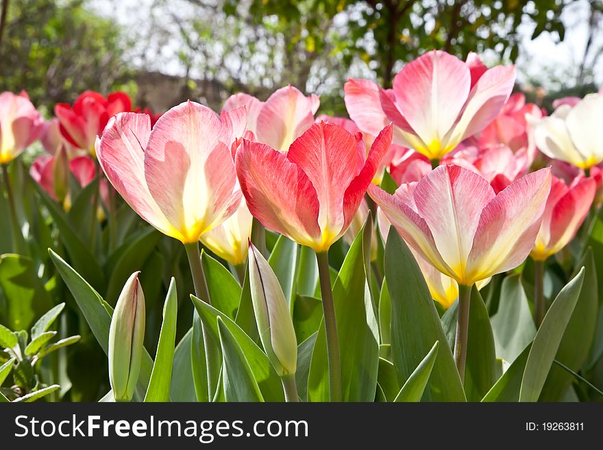Sunny day: beautiful tulips in a private Italian garden