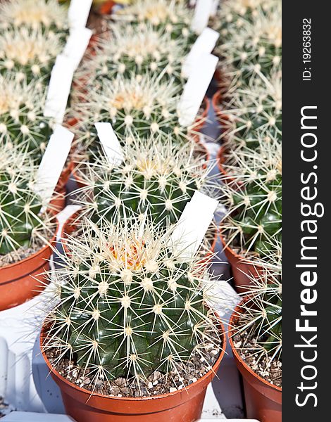 Small cactus plants in a market during a sunny day