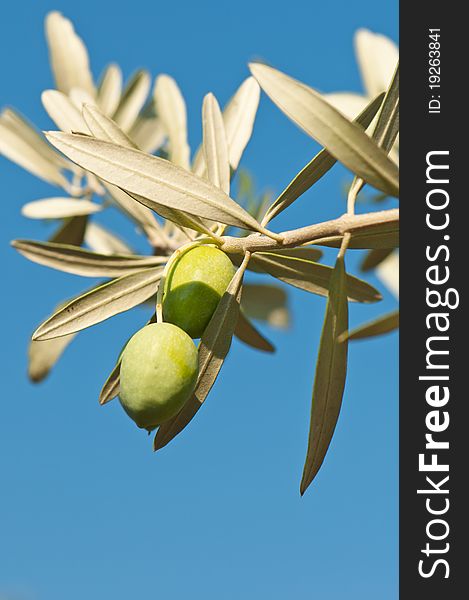 Two green olives on a branch, photograpphed against a blue sky on a sunny day. Shallow depth of field.