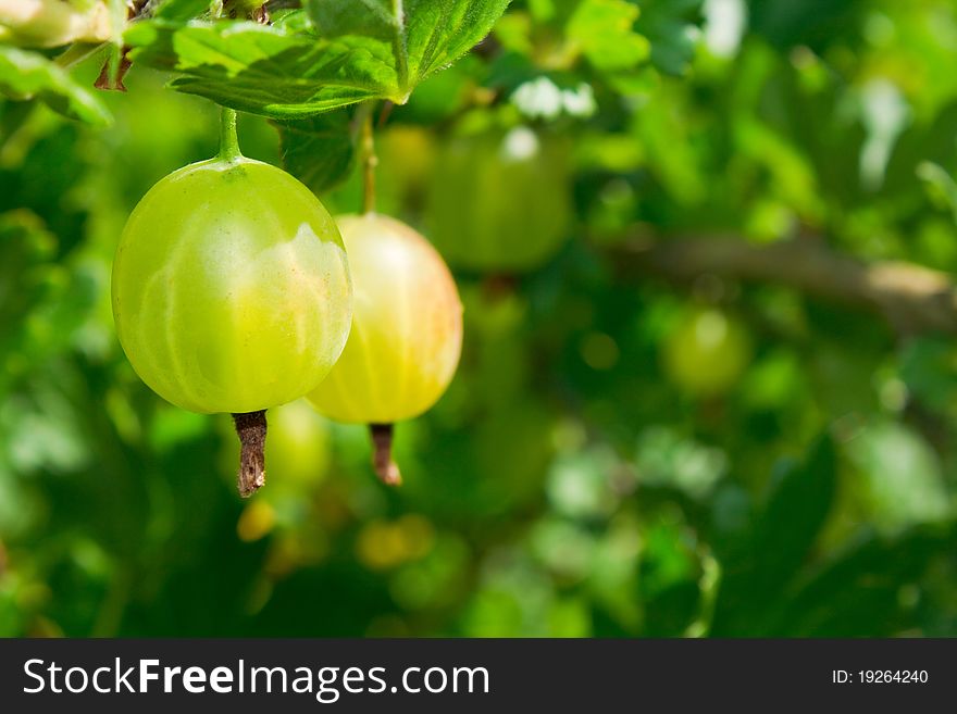 Green gooseberry on branch in sunny day. Green gooseberry on branch in sunny day