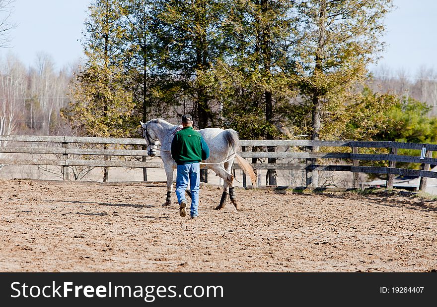 Trainer working with a horse on long lines. Trainer working with a horse on long lines