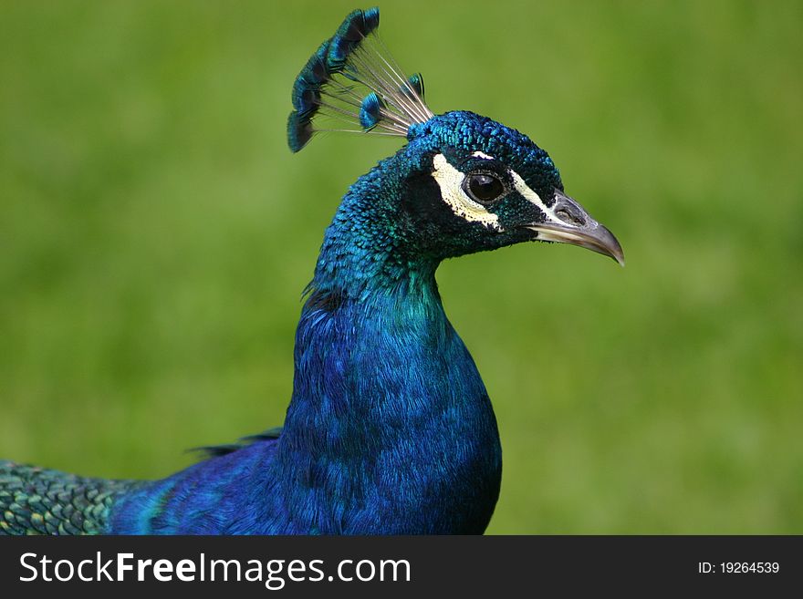 A beautiful blue bird. This peacock