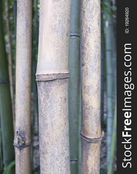 Bamboos shaped like pipes, close up view
