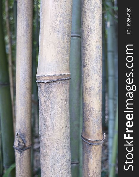 Bamboo