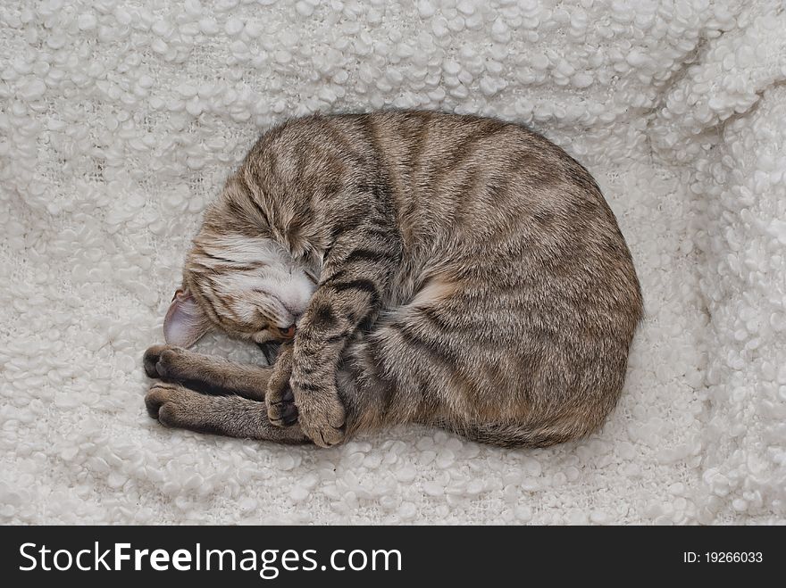 Gray tabby kitten cuddling cozily on the couch. Gray tabby kitten cuddling cozily on the couch