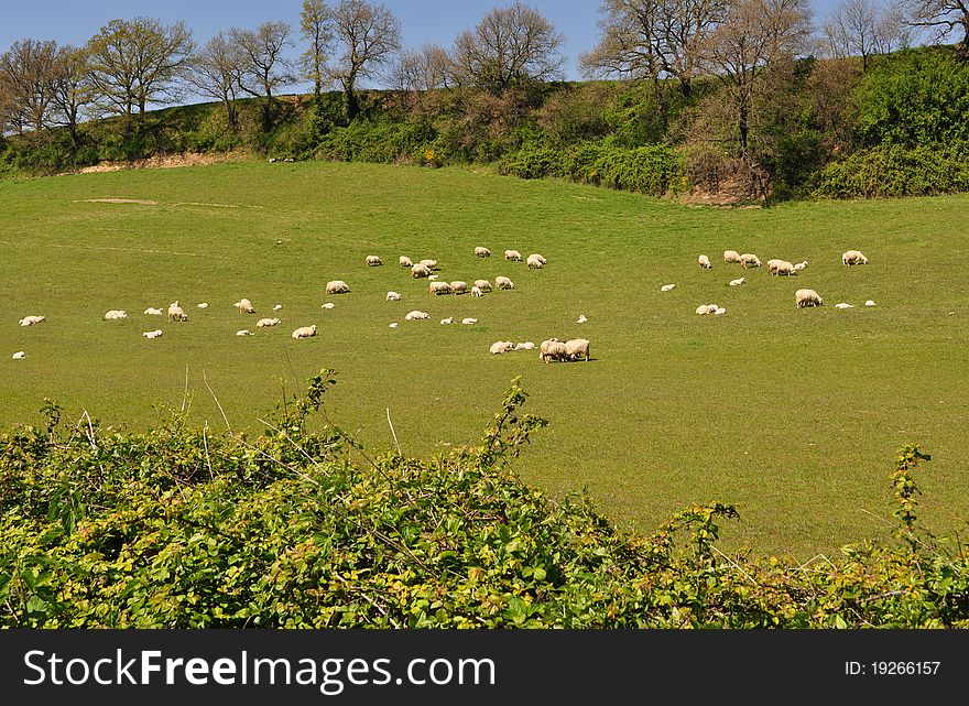 Green field and grazing sheep. Green field and grazing sheep