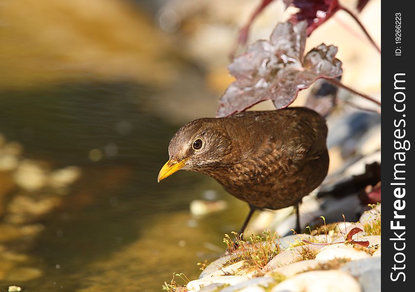 Portrait of a female Blackbird looking for snails in a pond