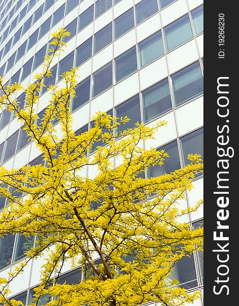 Yellow flowers in front of an office building. Yellow flowers in front of an office building