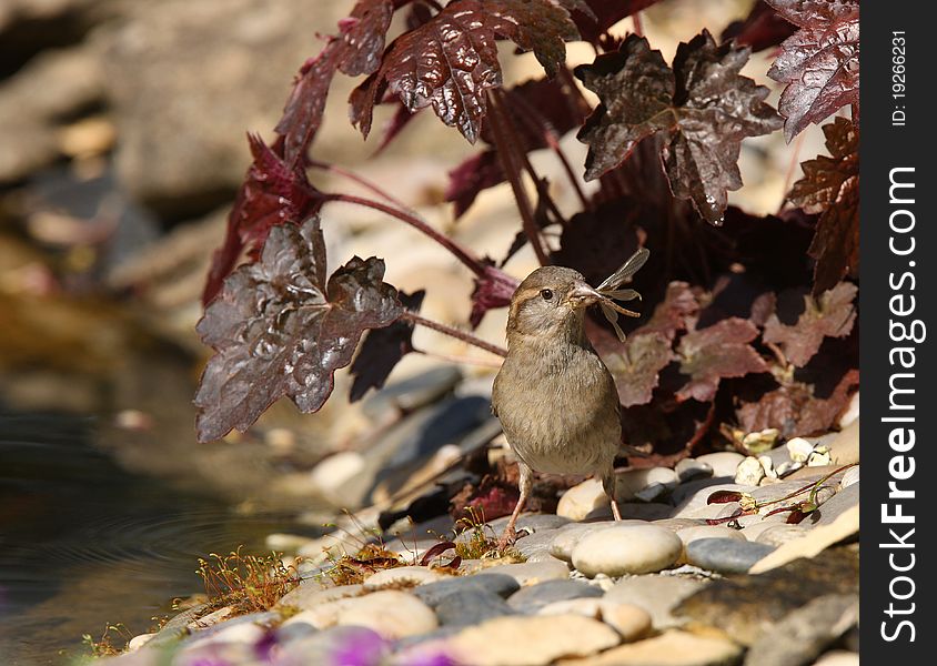 House Sparrow