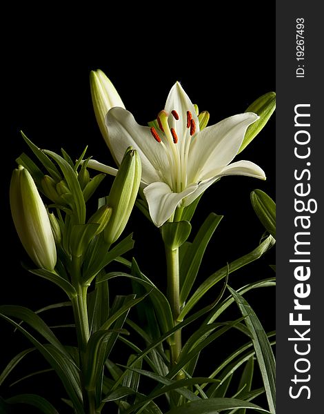 White lily on black background with soft light in studio. White lily on black background with soft light in studio