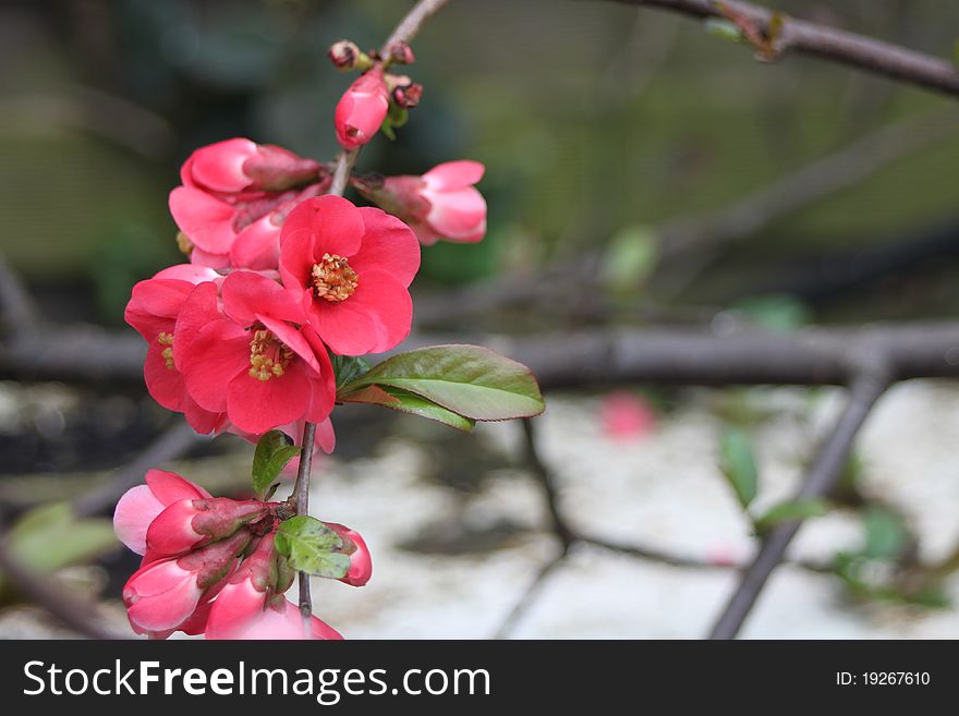 Beautiful Red Crabapple blossoms in Spring