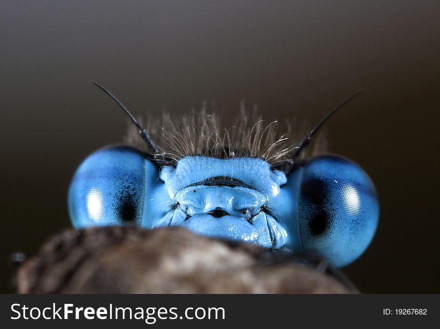 Close-up: Head of Common Blue Damselfly (Enallagma cyathigerum)