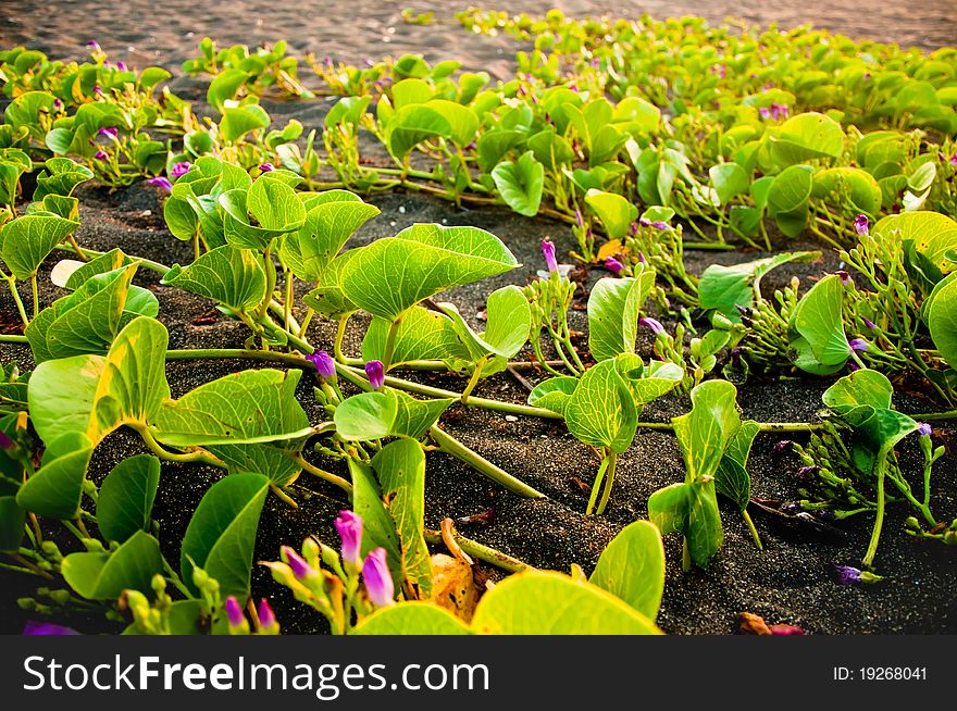 Vines dotted with purple wildflowers snake through the black sands of Monterrico, Guatemala. Vines dotted with purple wildflowers snake through the black sands of Monterrico, Guatemala.