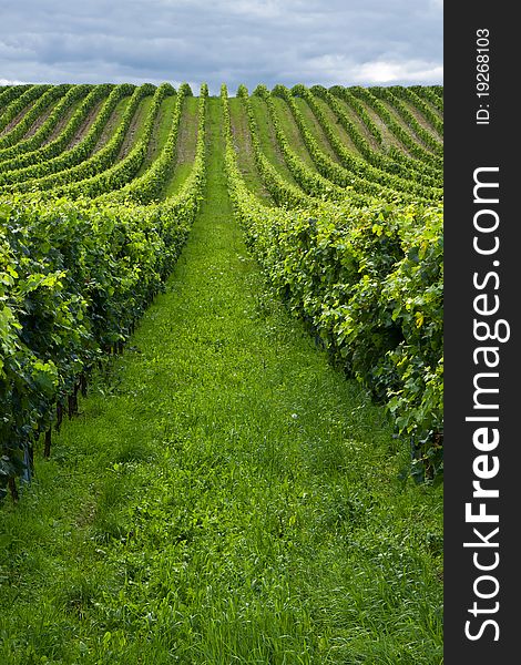 Beautiful rows of grapes before harvesting