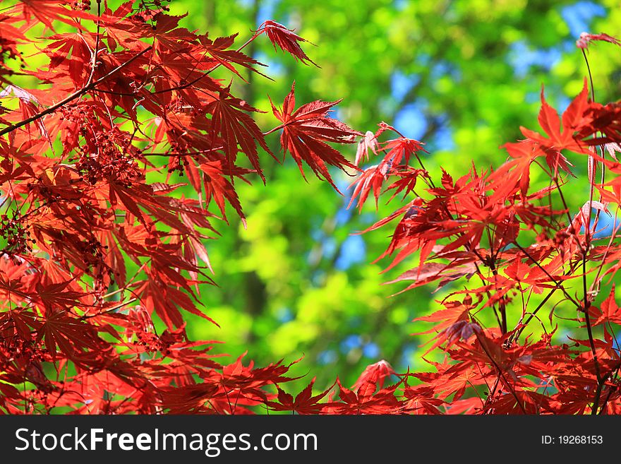 Japanese red maple tree detail, low depth of focus