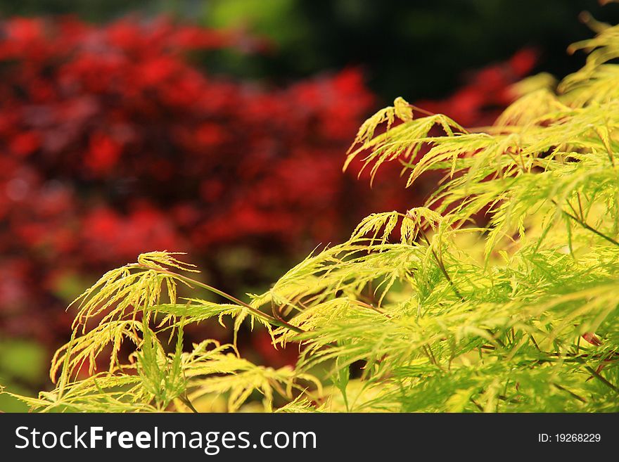 Japanese maple tree detail,Low depth of focus