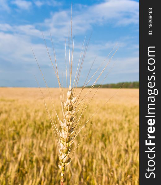 Field with cereal under the blue sky with clouds