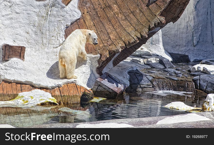 A polar bear climbs in a simulated environment. A polar bear climbs in a simulated environment