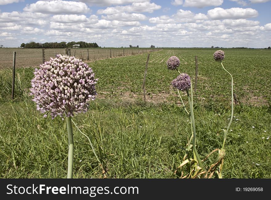 Flowering Elephant Garlic (Allium ampeloprasum) next to a soya field. Flowering Elephant Garlic (Allium ampeloprasum) next to a soya field