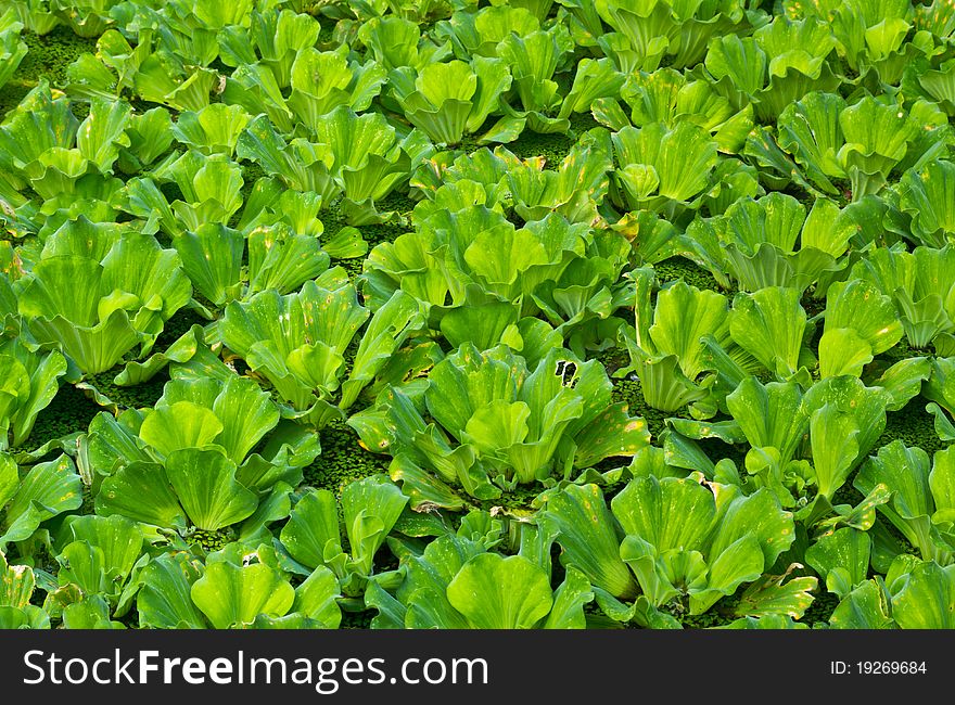 Water lettuce used for wastewater treatment. Water lettuce used for wastewater treatment