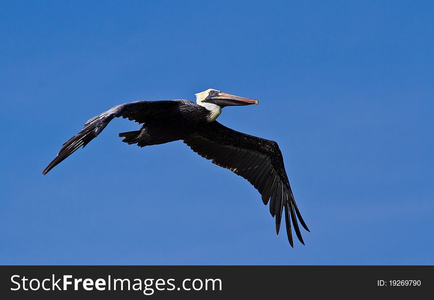 A Pelican glides above the ocean.