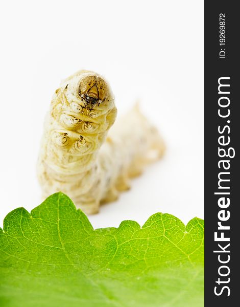 The close-up look of a silkworm in white background. The close-up look of a silkworm in white background.