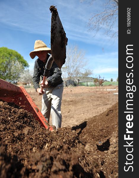 79 year old grandpa working on the farm shoveling dirt into tractor. 79 year old grandpa working on the farm shoveling dirt into tractor