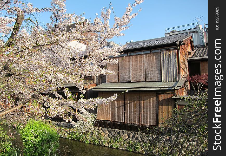 View of tradtional Japanese shop house with beautiful cherry blossom beside in Kyoto, Japan. View of tradtional Japanese shop house with beautiful cherry blossom beside in Kyoto, Japan.