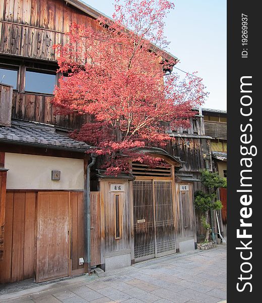 A uniquely designed traditional Japanese shop house with beautiful maple tree growing out from the main entrance. A uniquely designed traditional Japanese shop house with beautiful maple tree growing out from the main entrance