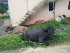 Indian  Black Buffalo And Cows Royalty Free Stock Photo