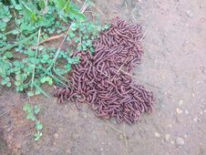 A Pile Of Insect Red Colour Stock Photography A Pile Of Insect Red Colour Stock Photography
