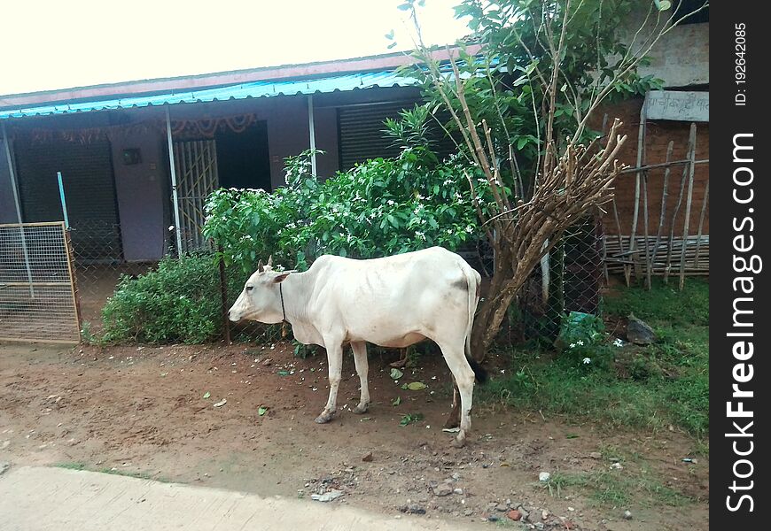 Exif_JPEG_420 the wight Indian cow  is is tied  on tree of wight flower  and a shalter. Exif_JPEG_420 the wight Indian cow  is is tied  on tree of wight flower  and a shalter