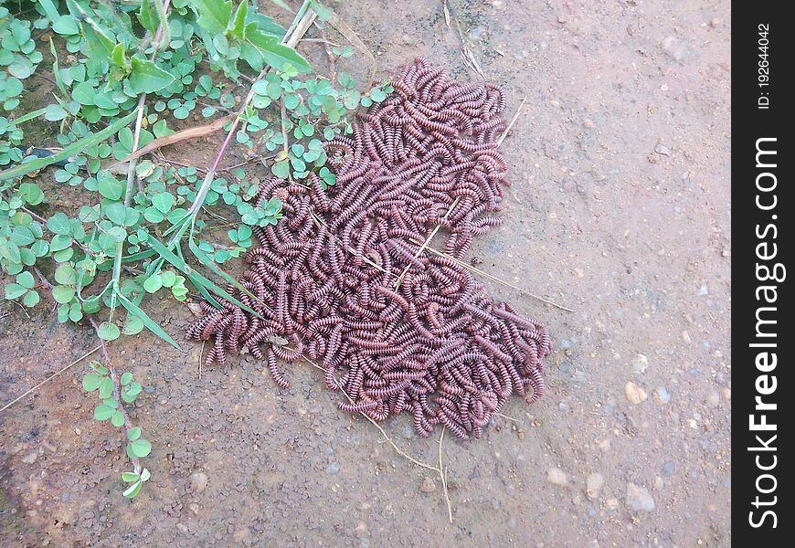 A pile of insect red colour