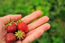 Hand Holding Strawberries Stock Photography