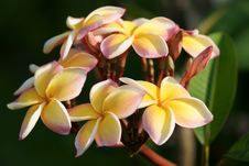 Free Frangipani In A Tropical Garden Stock Photo - 19270490