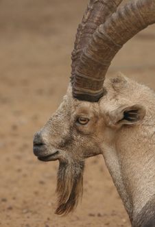 Nubian Ibex Stock Image Nubian Ibex Stock Image