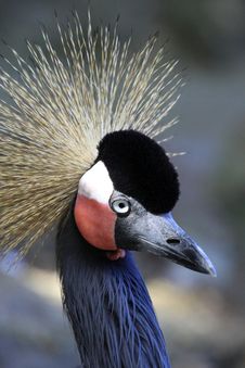 Grey Crowned Crane Stock Photography