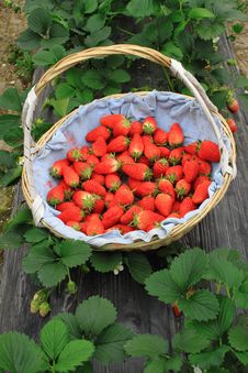 Strawberry In Basket Stock Photography Strawberry In Basket Stock Photography