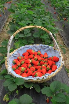 Strawberry In Basket Stock Photo Strawberry In Basket Stock Photo