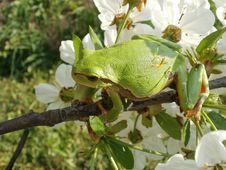 Tree Frog Royalty Free Stock Images Tree Frog Royalty Free Stock Images