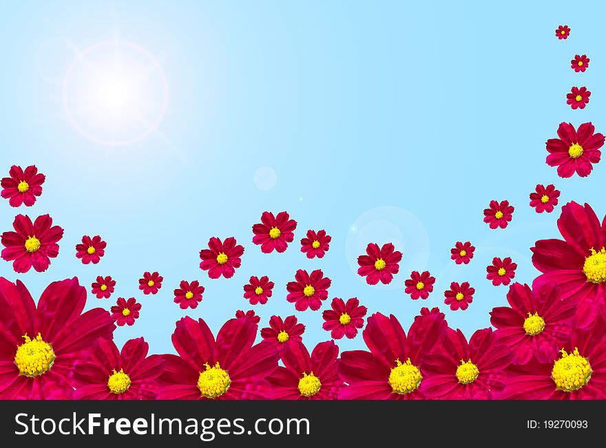 Colorful Cosmos flower with blue sky background