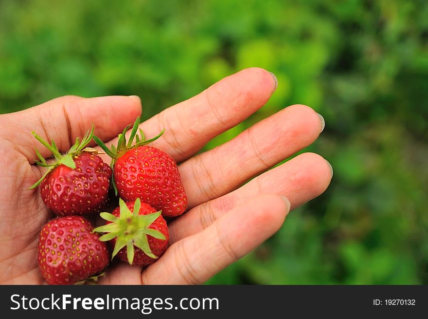 Hand holding a few fresh red strawberries. Hand holding a few fresh red strawberries.