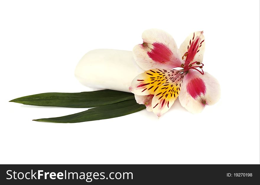 Pink orchid and white soap on a white background