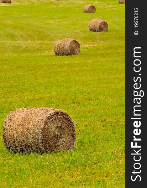 Harvested dried straw rolled into big bales.