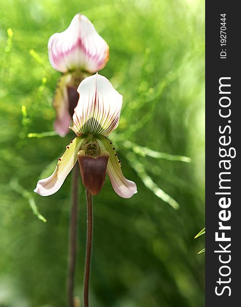 Orchid(Paphiopedilum)