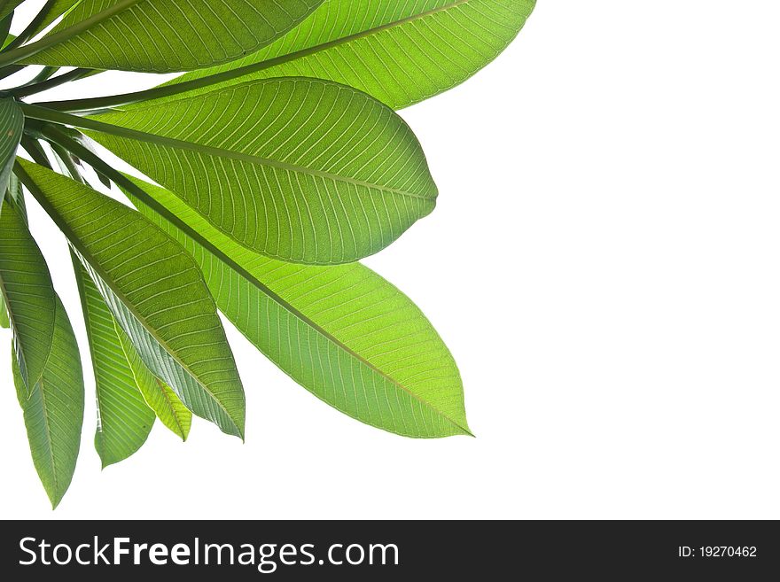 Plumeria leaves isolated on white background.