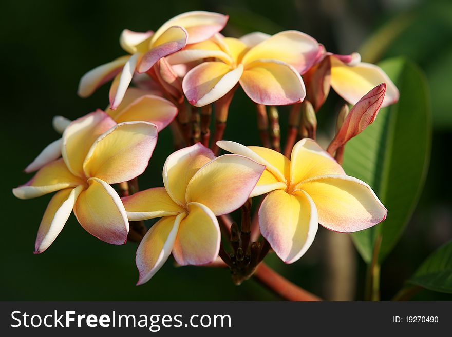 Frangipani in a tropical garden tropical zone in Thailand