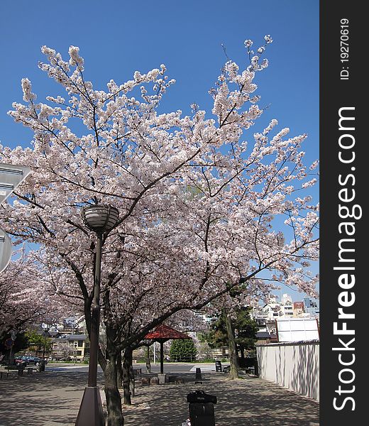 View of beautiful cherry blossom in Japanese city of Kyoto. View of beautiful cherry blossom in Japanese city of Kyoto.