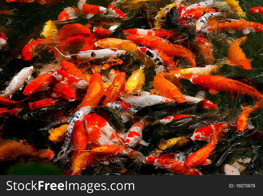 A group of carp in the lake. A group of carp in the lake