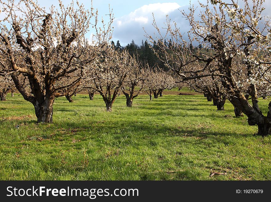 Cherry trees farm in an orchard near Hood River Oregon. Cherry trees farm in an orchard near Hood River Oregon.